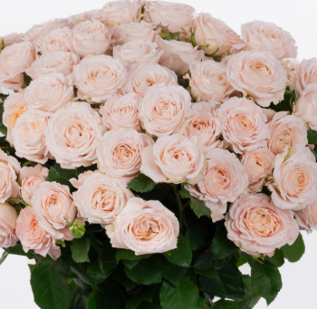 Роза куст дефни в Москве