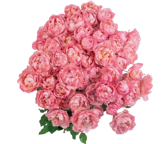 Rose spray julieta pretty pink