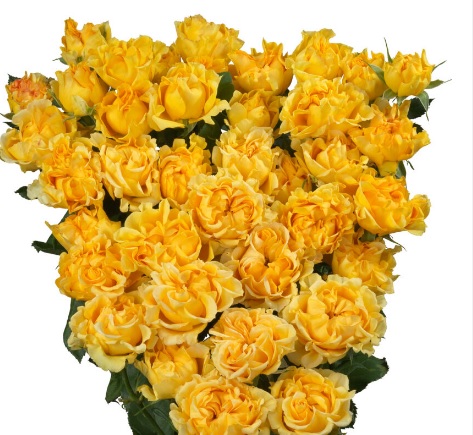 Rose spray sun flow | Wholesale flowers, plants and supplies Rose spray sun flow