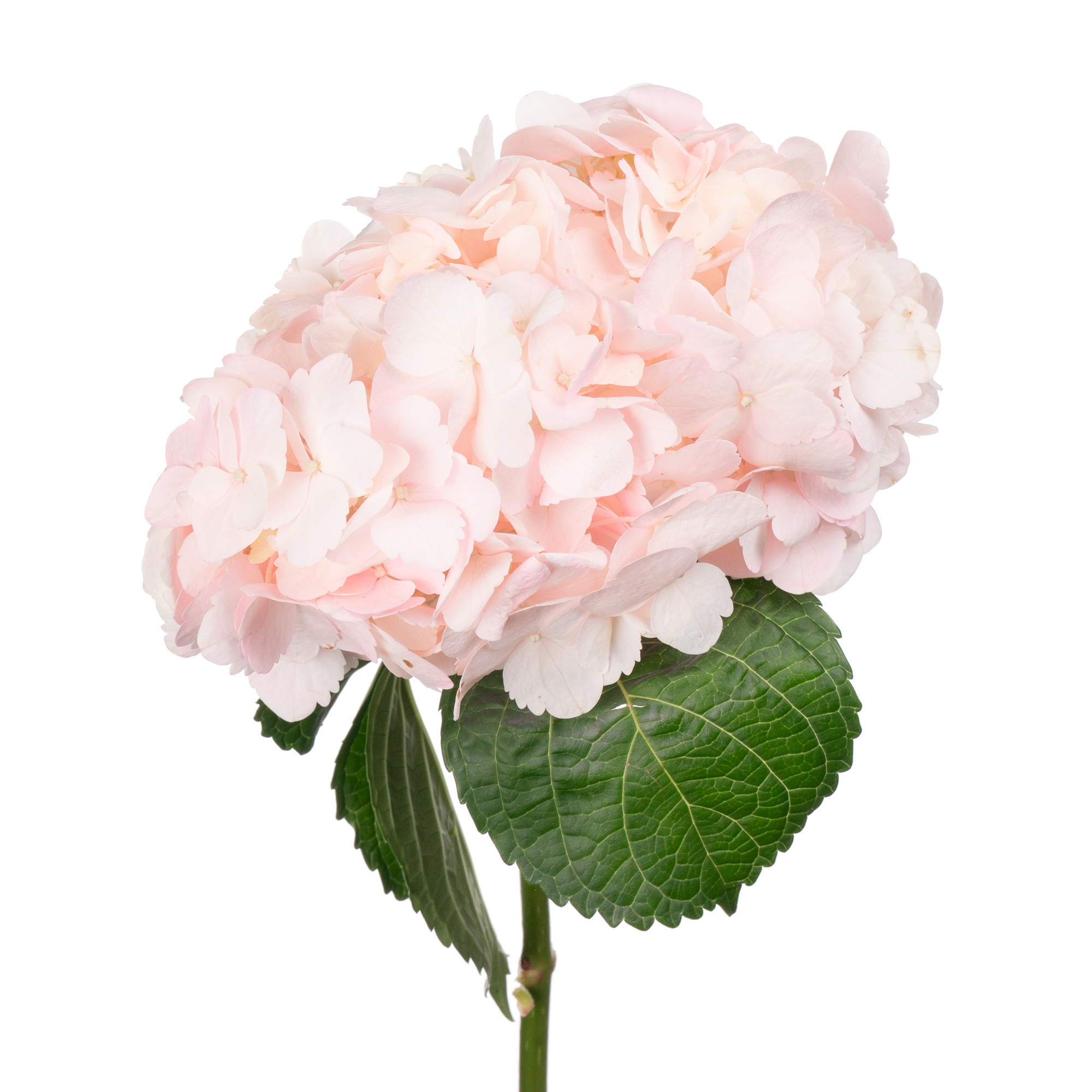 Гидрангия премиум баббл гам