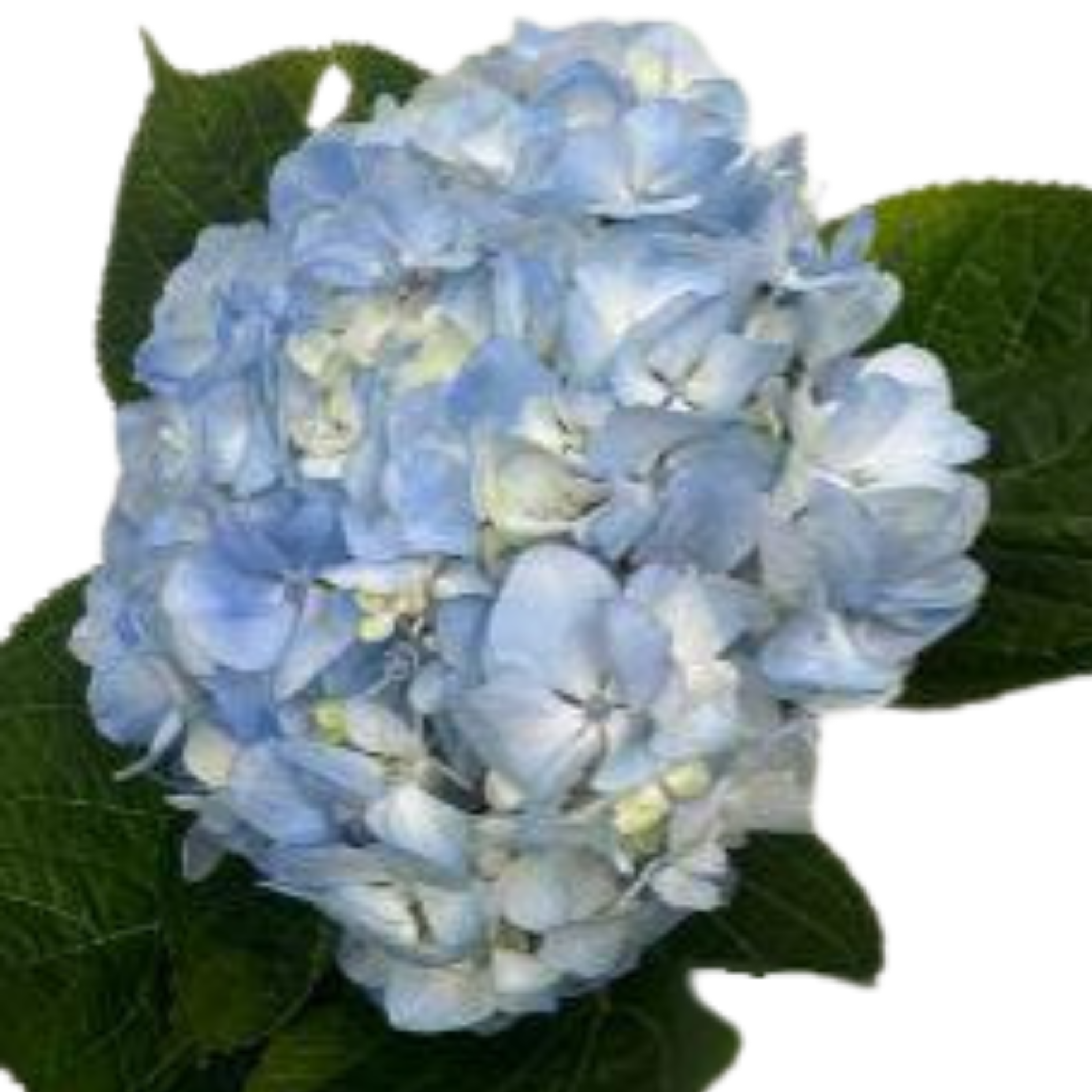 Hydrangea premium pale blue