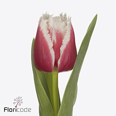 Тюльпан бахромчатый сан леандро