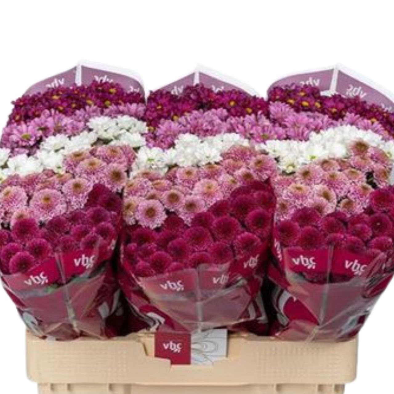 Хризантема сантини свит дрим микс