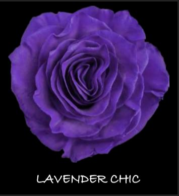 Rose tinted lavender chic