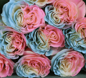 Роза однг тинтед мэрмаэйд 2