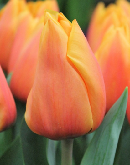 Tulip enkel salmon lalibela