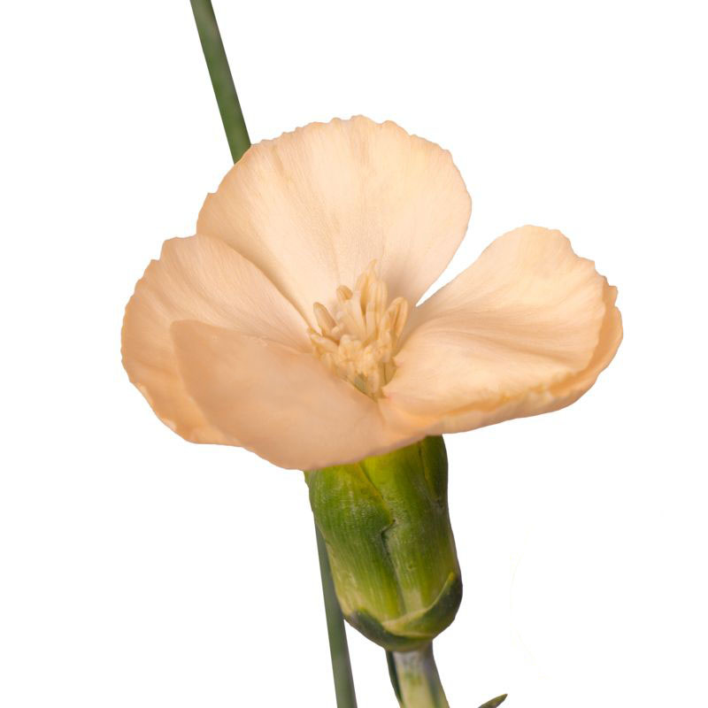 Гвоздика соломио пич