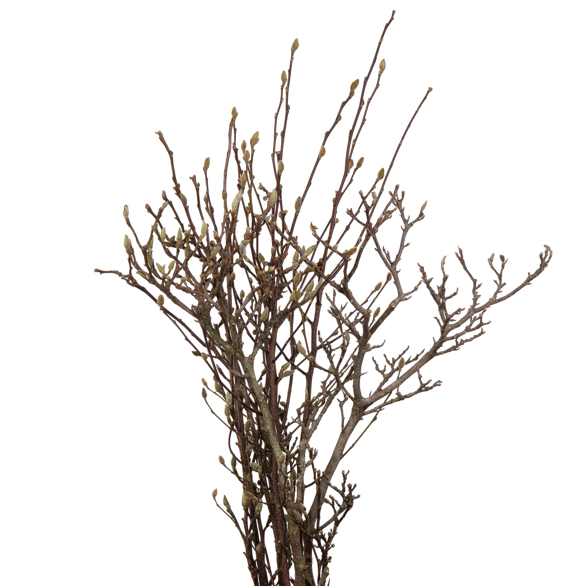 Ветки Магнолия грандифлора белая