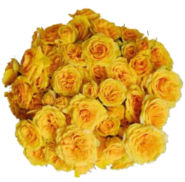 Роза куст бриллиант старс лео