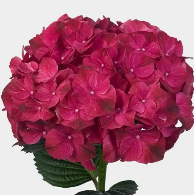 Гидрангия краш. джамбо хот пинк