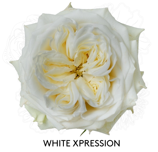 Rose white expression