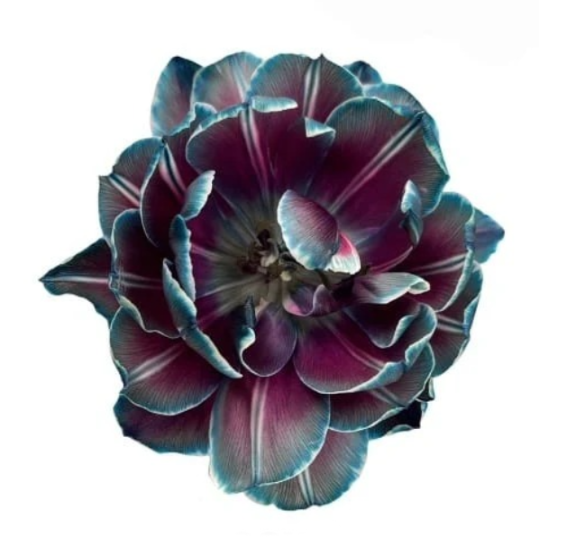 Tulip tinted double moscow midnight