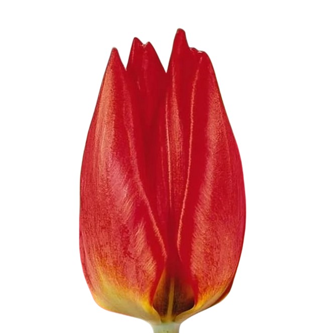 Тюльпан эн ред фаир