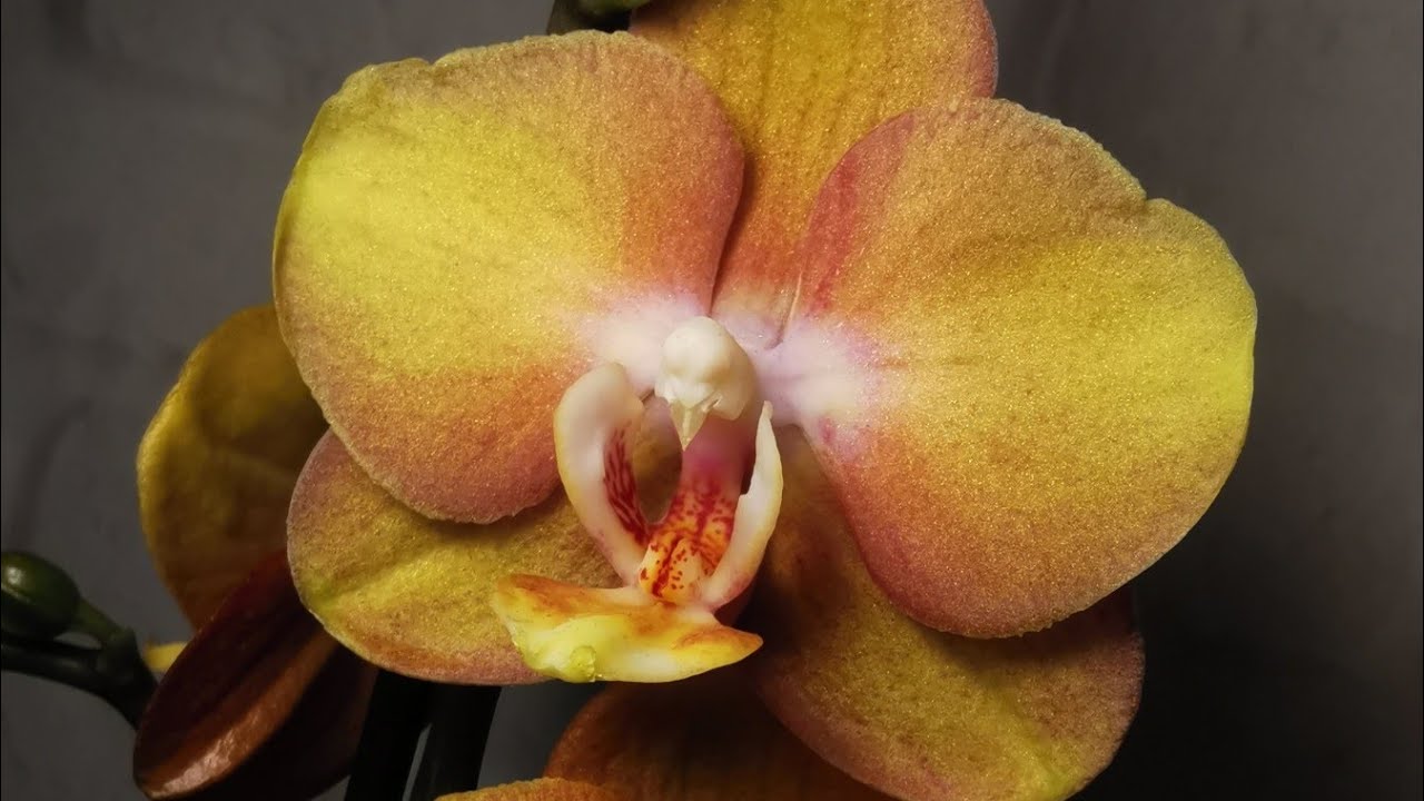 Phalaenopsis orange fiber