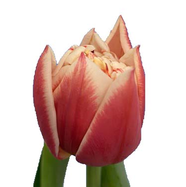 Тюльпан махровый инносенс в Новосибирске