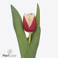 Тюльпан эн хема в Новосибирске