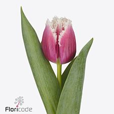 Тюльпан бахромчатый сан стефано