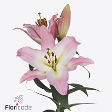Lilium ot seattle