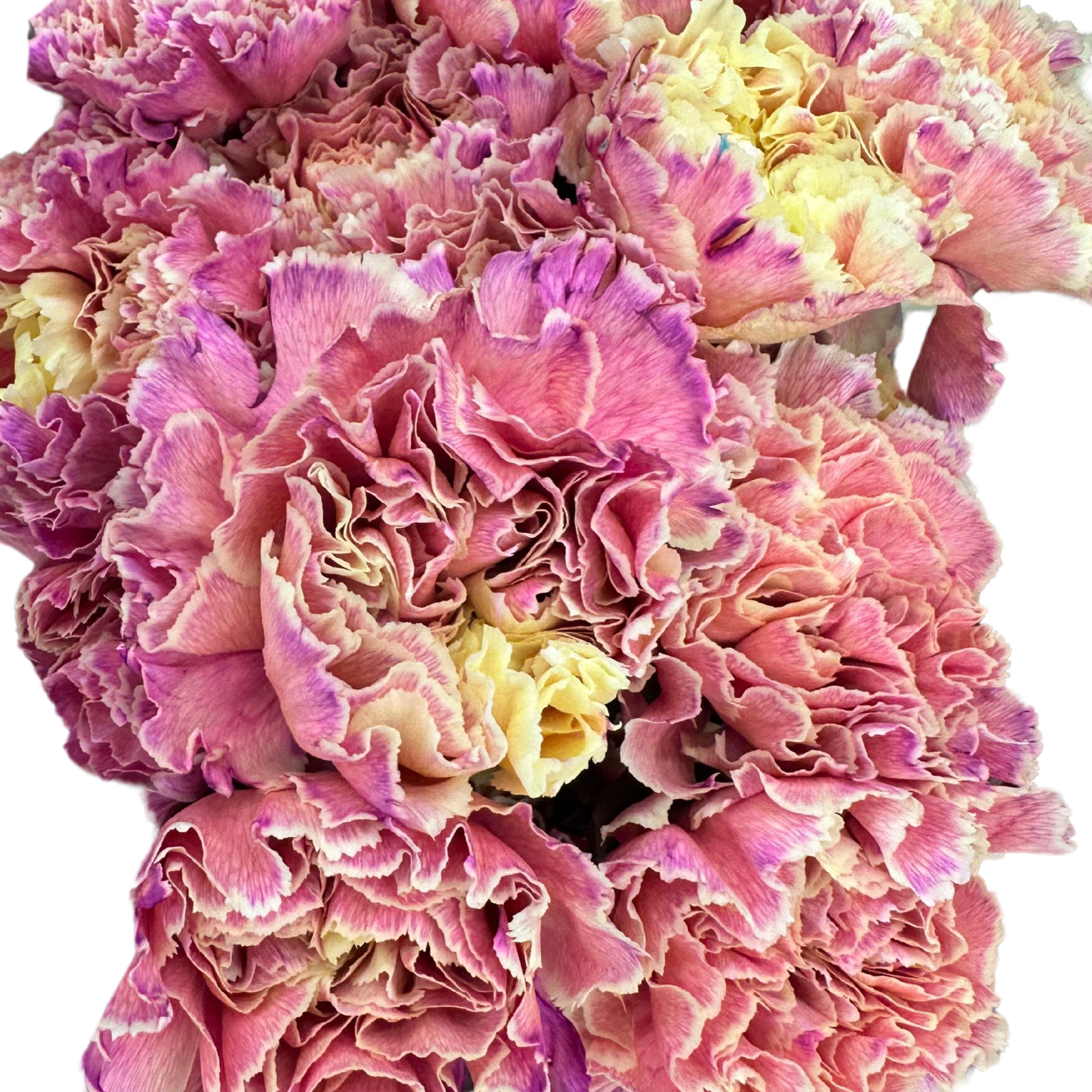 Carnation tinted pink grapefruit