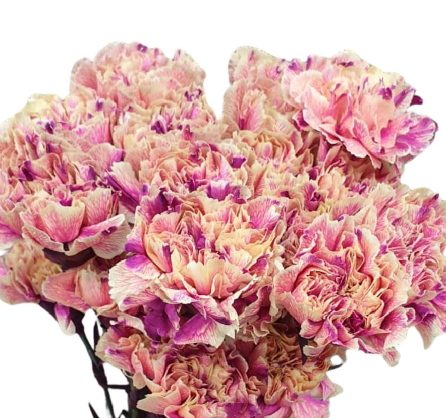 Carnation tinted pink grapefruit