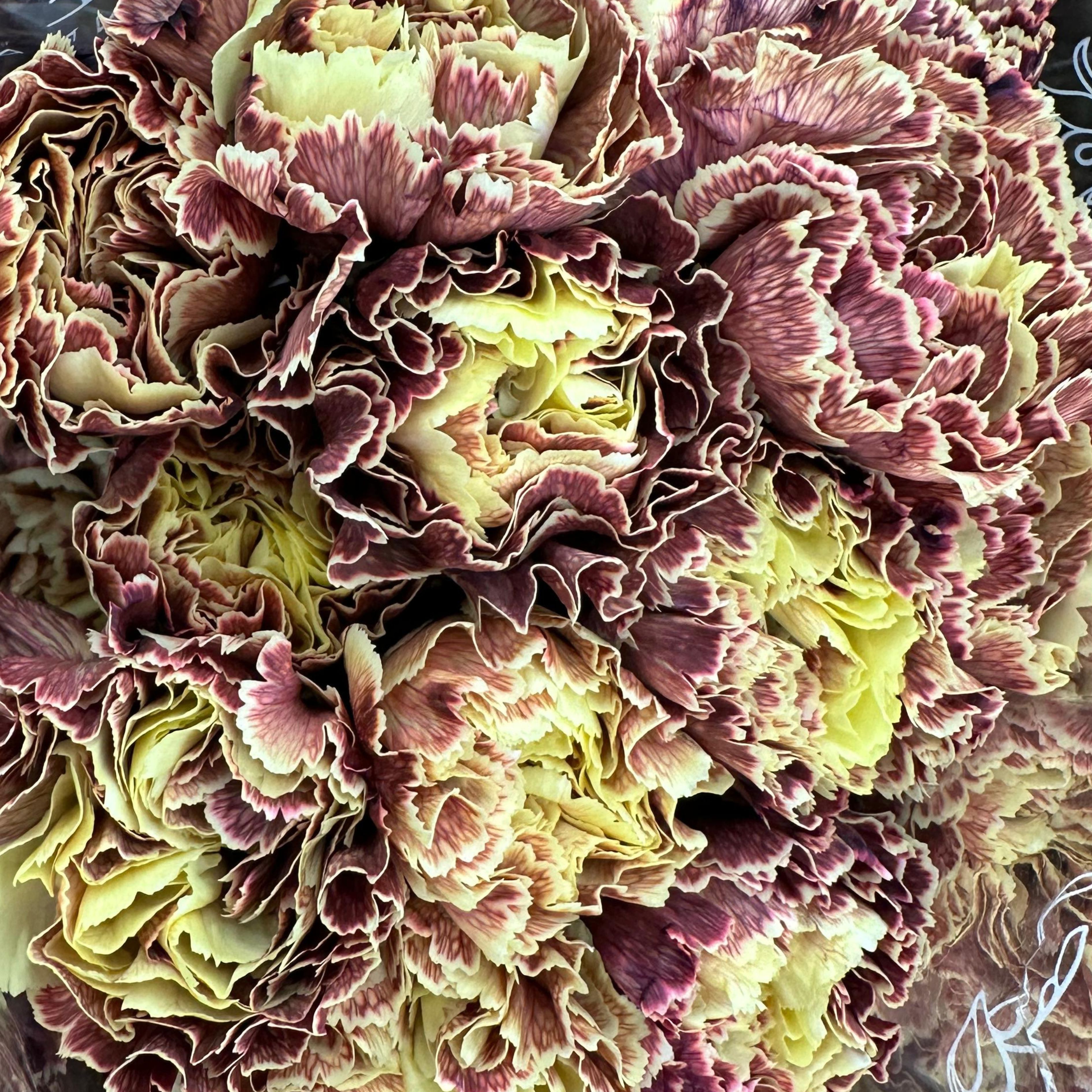 Carnation tinted ash