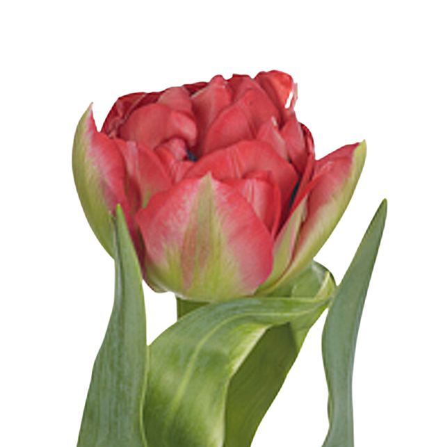 Тюльпан махровый боллгейм в Новосибирске