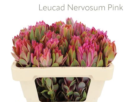 Leucadendron nervosum dyed pink