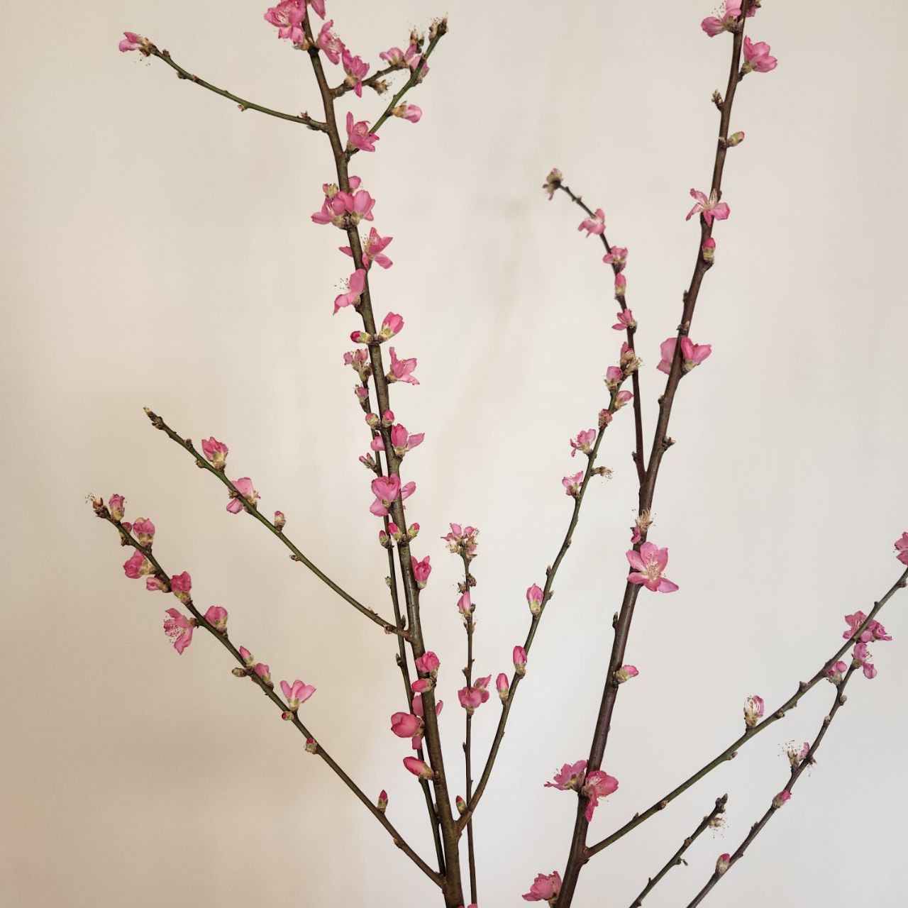 Ветки Персик красный в Санкт-Петербурге