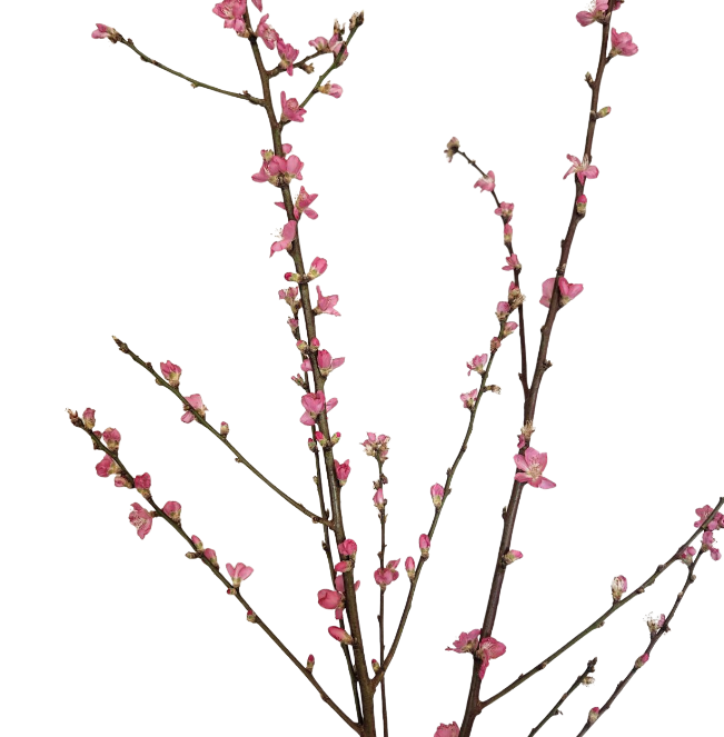 Ветки Персик красный в Санкт-Петербурге