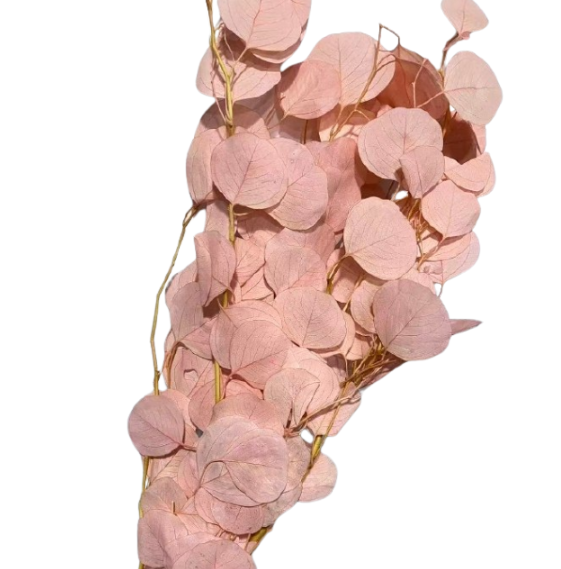 Blad Eucalyptus preserved cinerea light pink