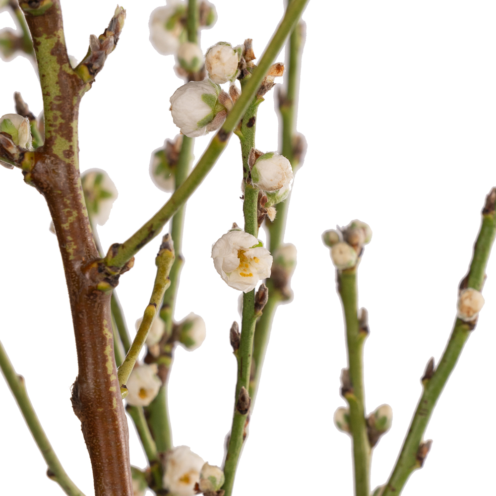 Branch Prunus Persica flowering white