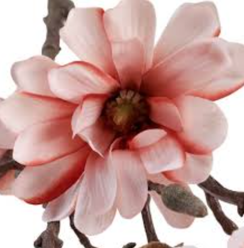 Ветки Магнолия цветущая сальмон в Москве