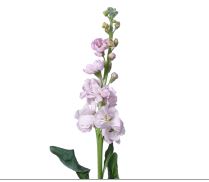 Маттиола айрон лайт пинк в Санкт-Петербурге