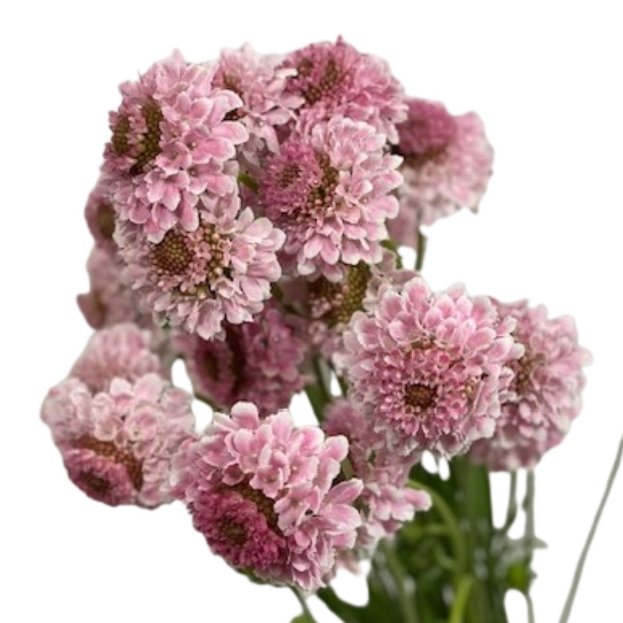 Scabiosa japonica tera ichigo milk