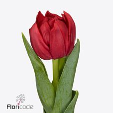 Тюльпан махровый лече