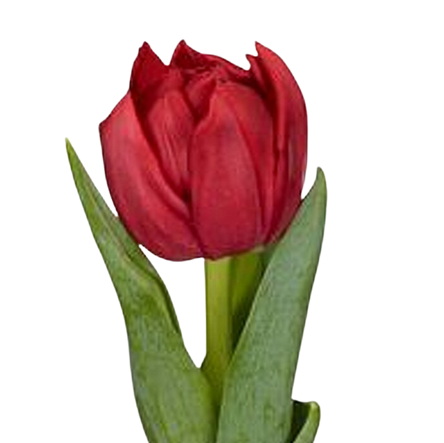 Тюльпан махровый лече в Москве