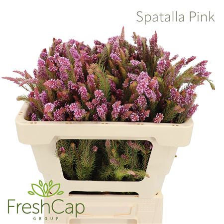 Spatalla pink