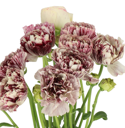 Ранункулус брашмарк галтье в Москве