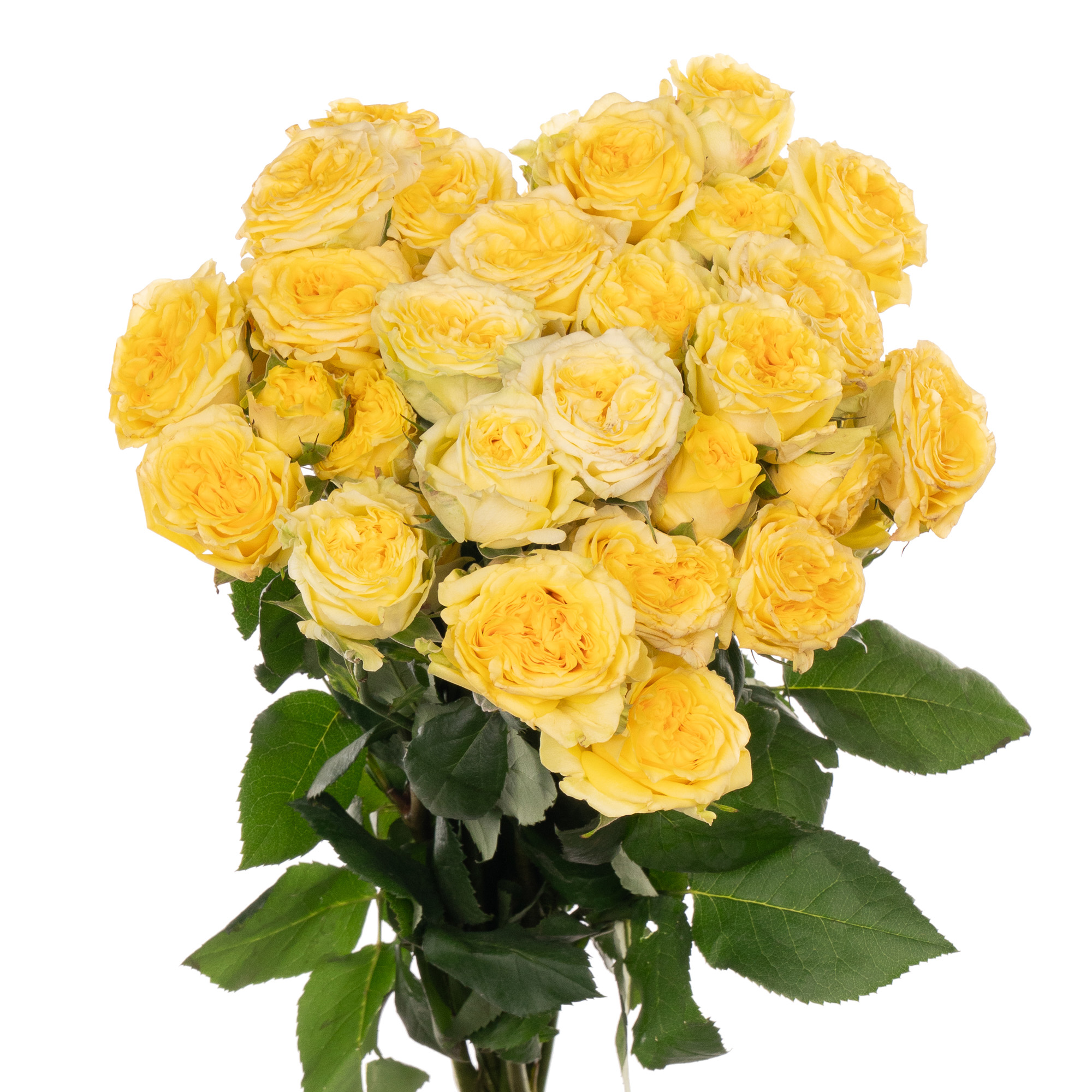 Роза куст фибоначчи джиоконда