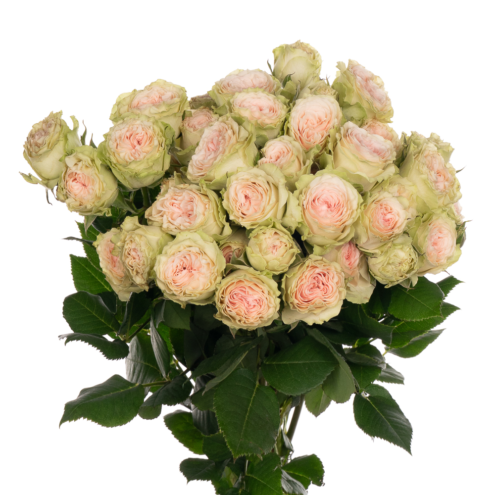 Rose spray fibonacci yantra