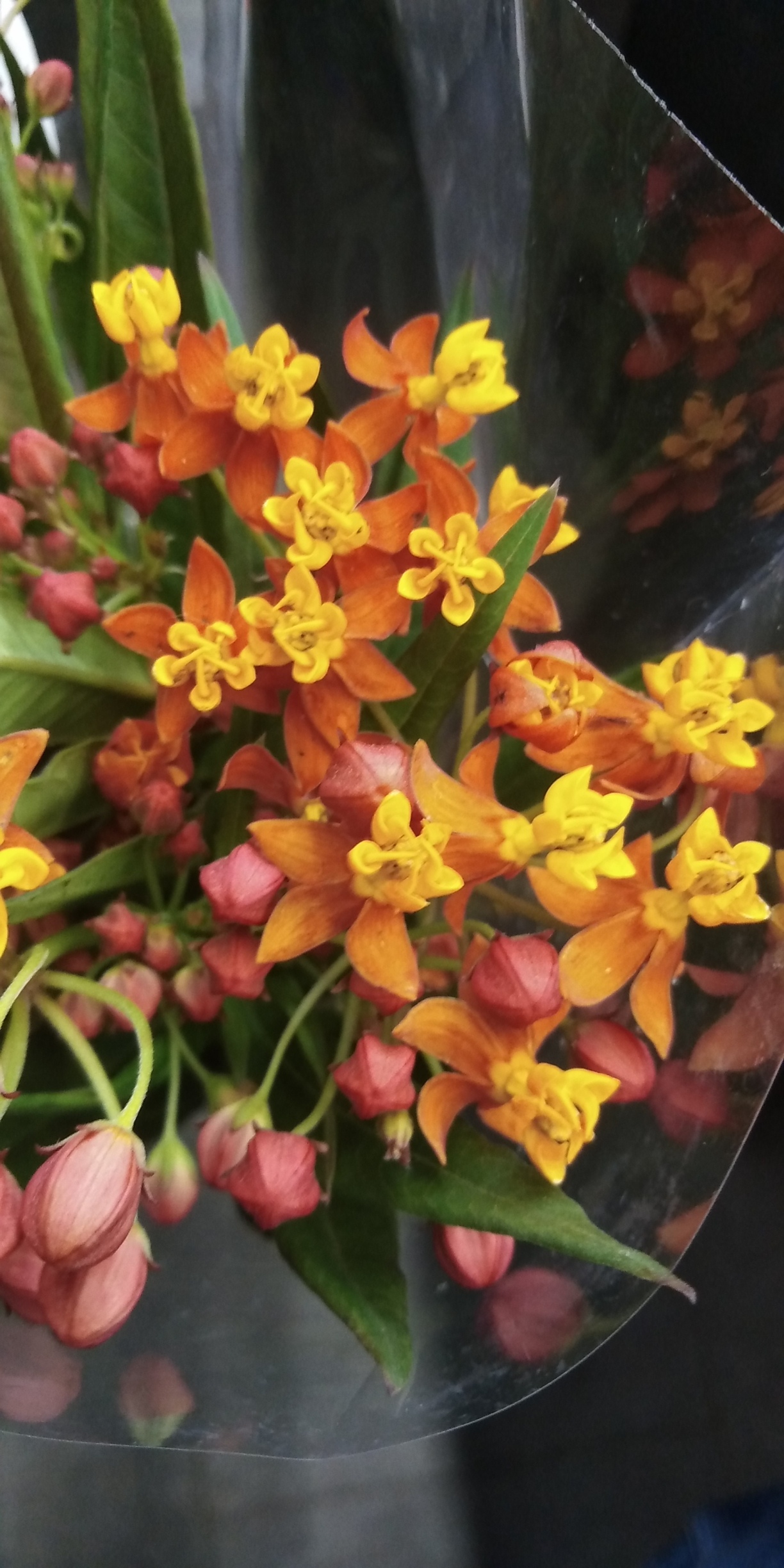 Asclepias incarnata orange