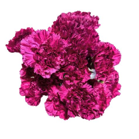 Carnation ray