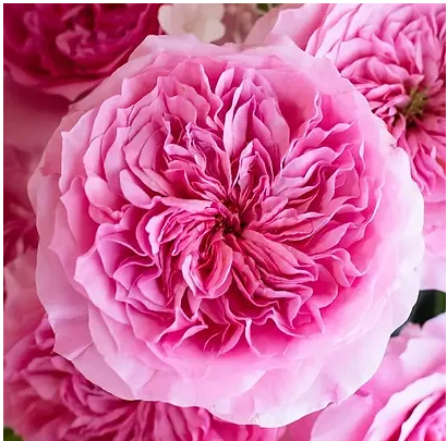 Роза однг дэвид остин милисент