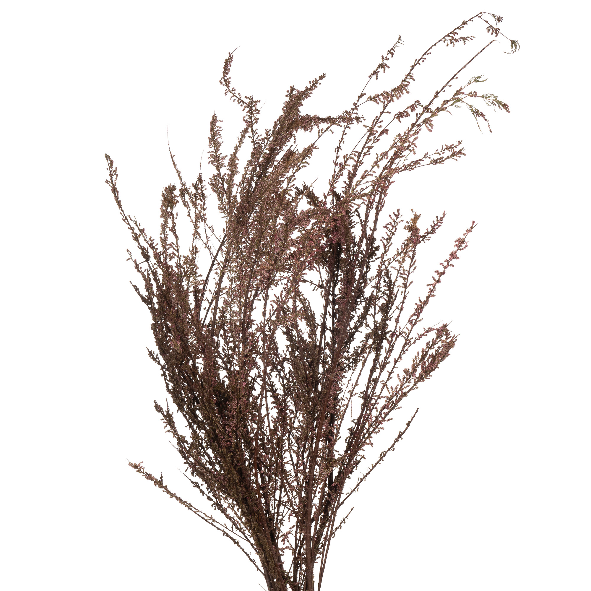 Тамарикс розовый длинный в Новосибирске