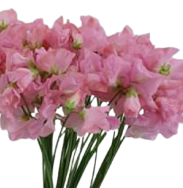 Латирус рум пинк пеар в Москве