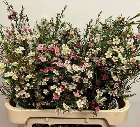 Хамелациум дуал стар в Москве