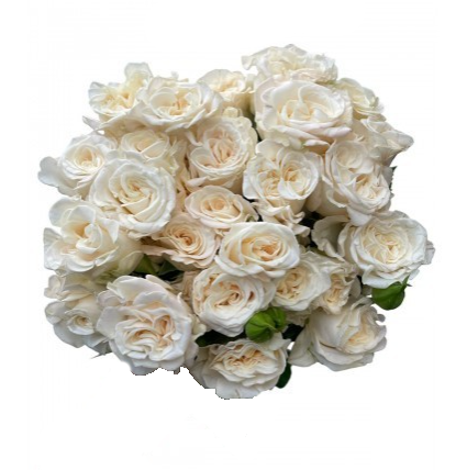 Роза тр флафи флоу в Новосибирске