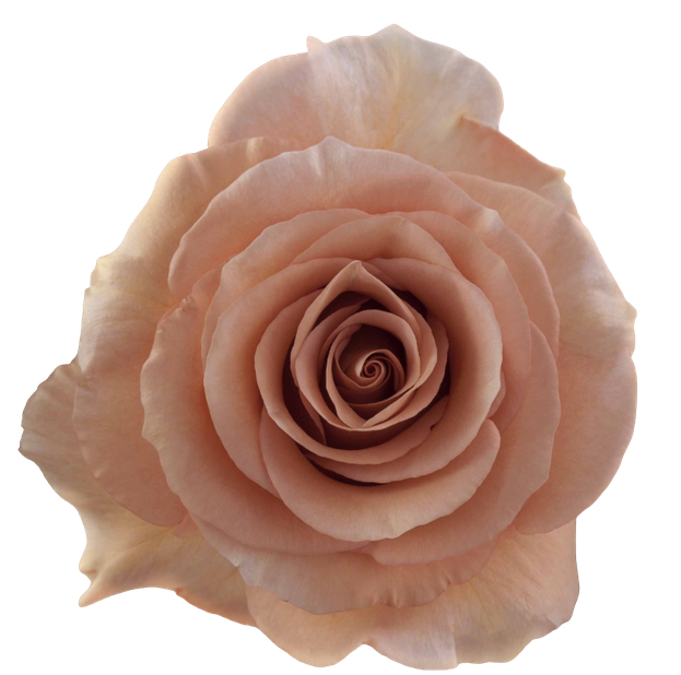 Rose moab