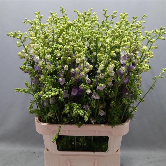 Дельфиниум делкис вайт блу эдж в Москве