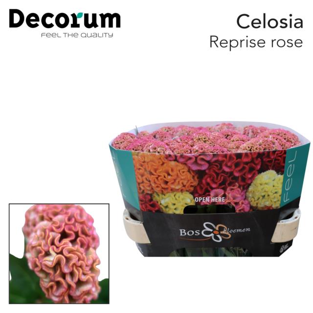 Celosia reprise rose